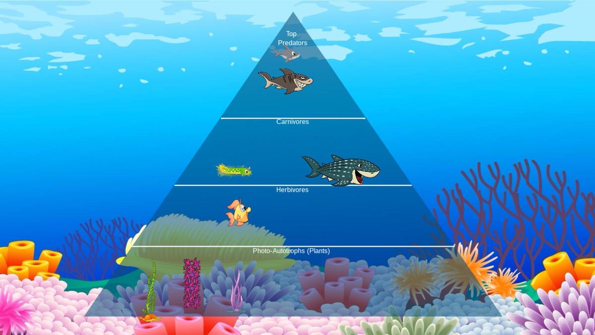 Ocean Ecological Pyramid