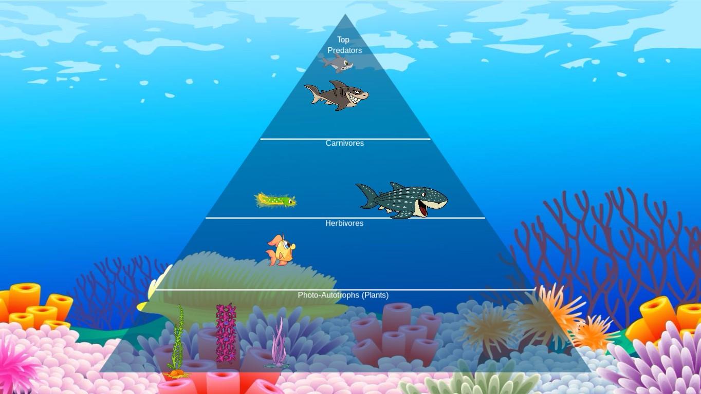 Ocean Ecological Pyramid