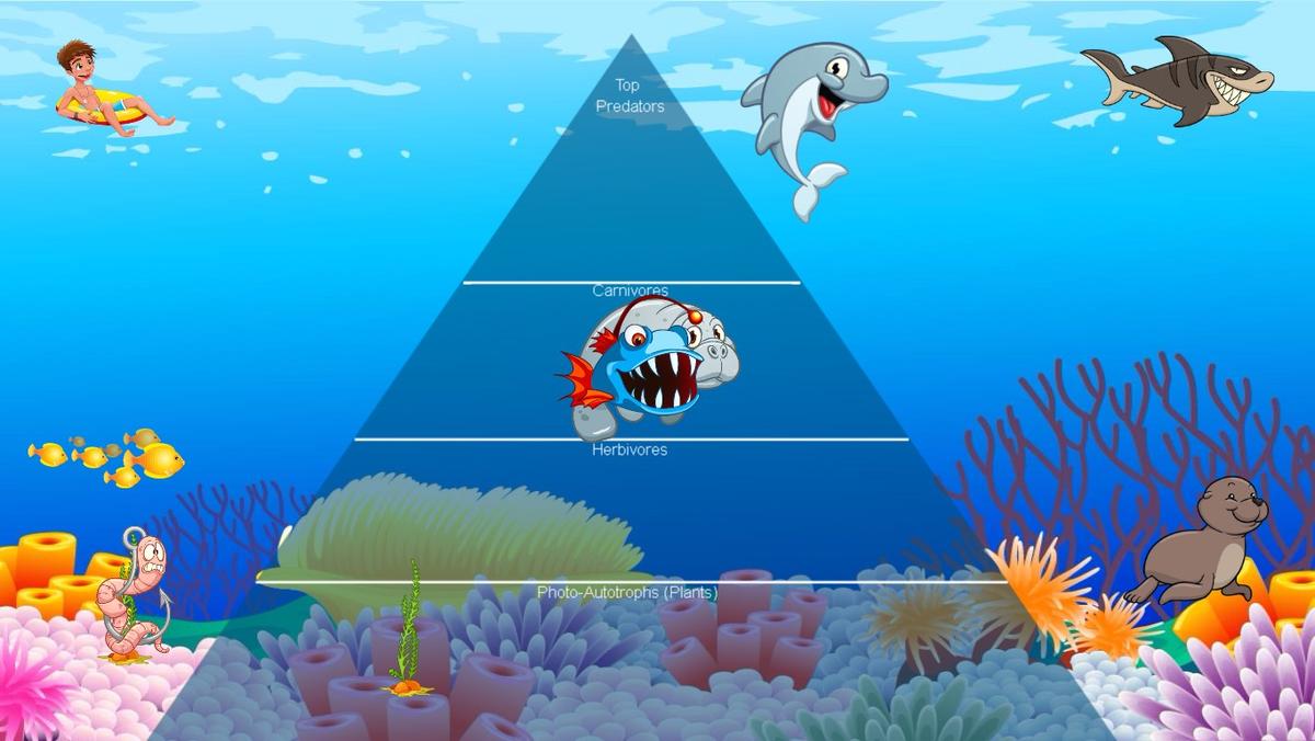 Ocean Ecological Pyramid