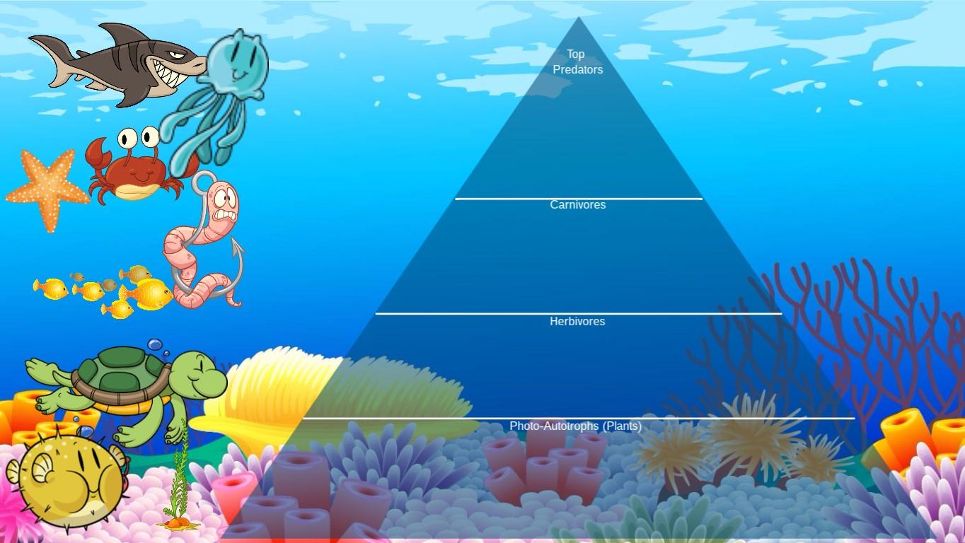 Ocean Ecological Pyramid