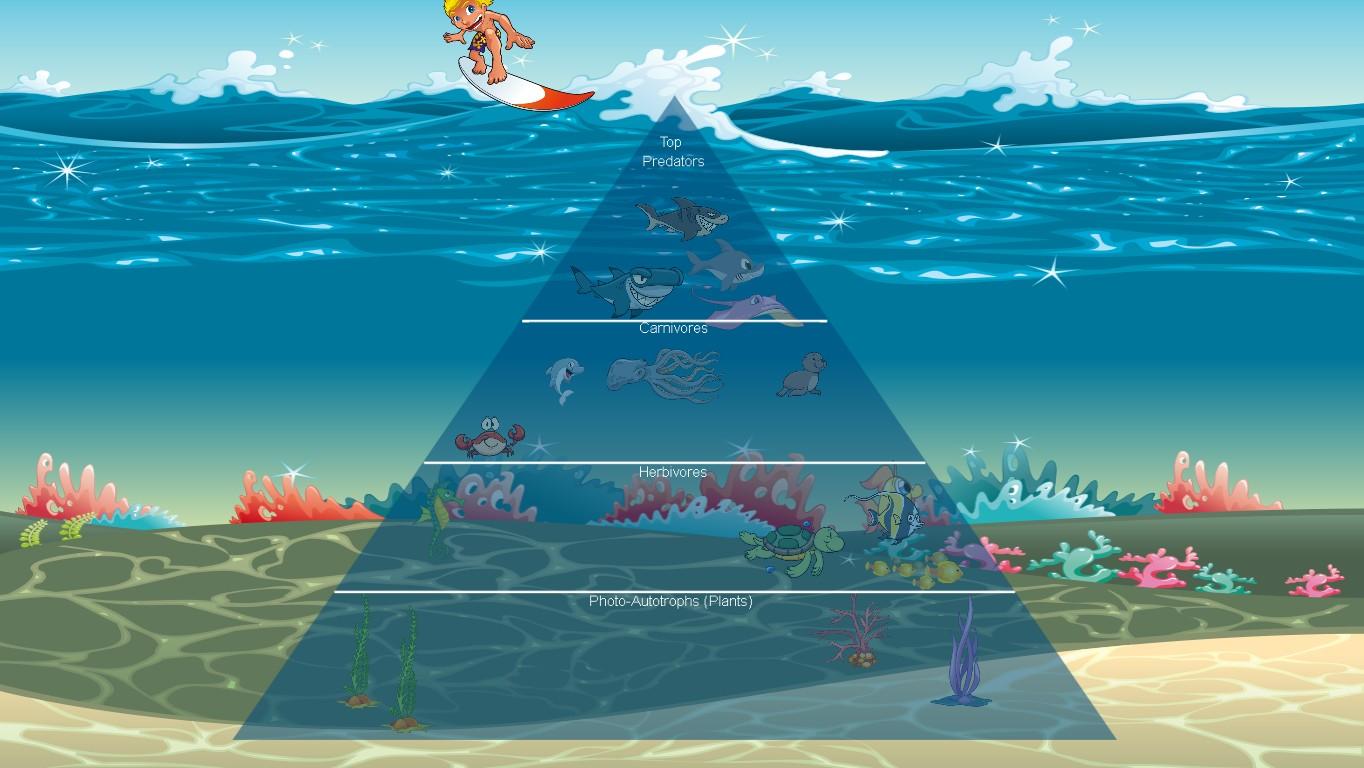 Ocean Ecological Pyramid