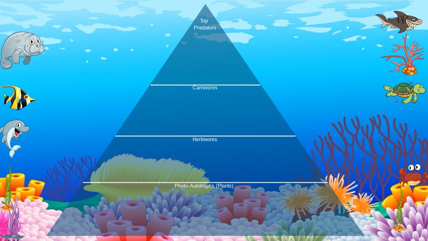 Ocean Ecological Pyramid