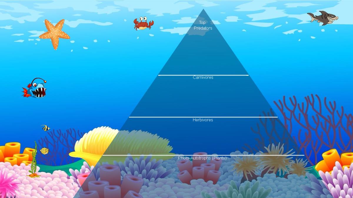 Ocean Ecological Pyramid