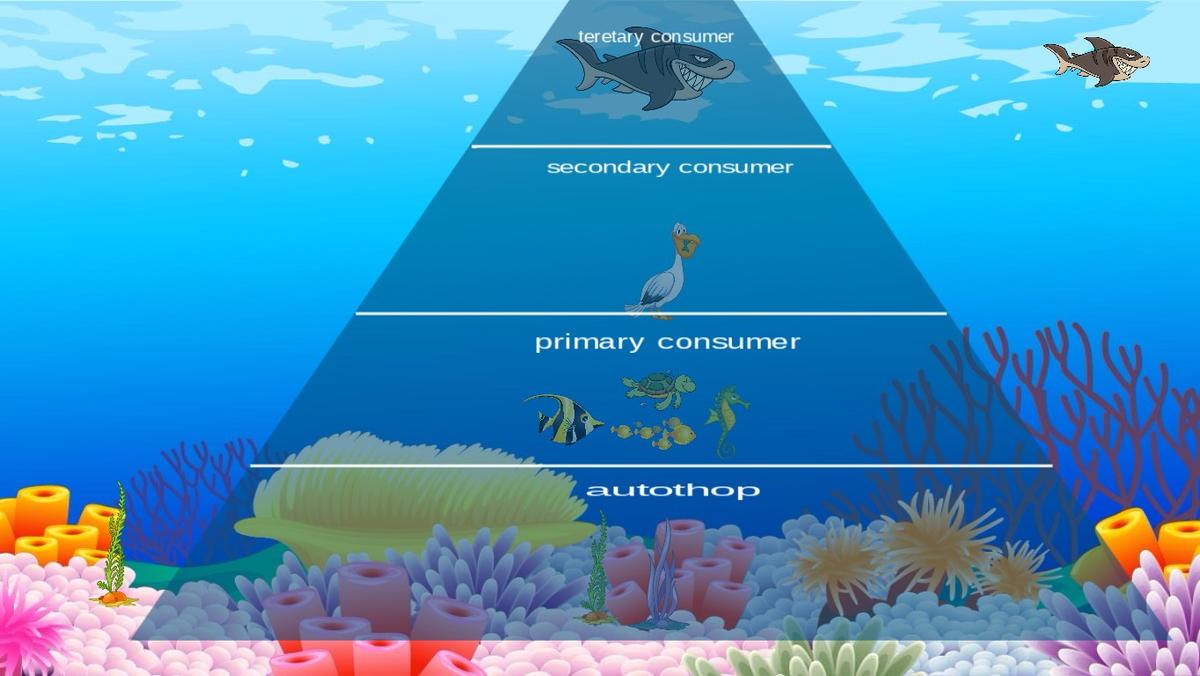 Ocean Ecological Pyramid