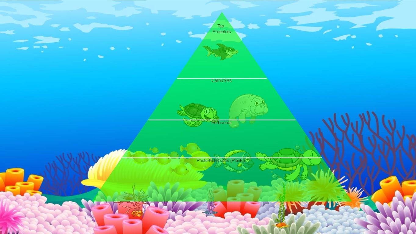 Ocean Ecological Pyramid