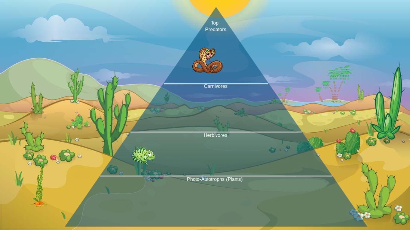 Ocean Ecological Pyramid