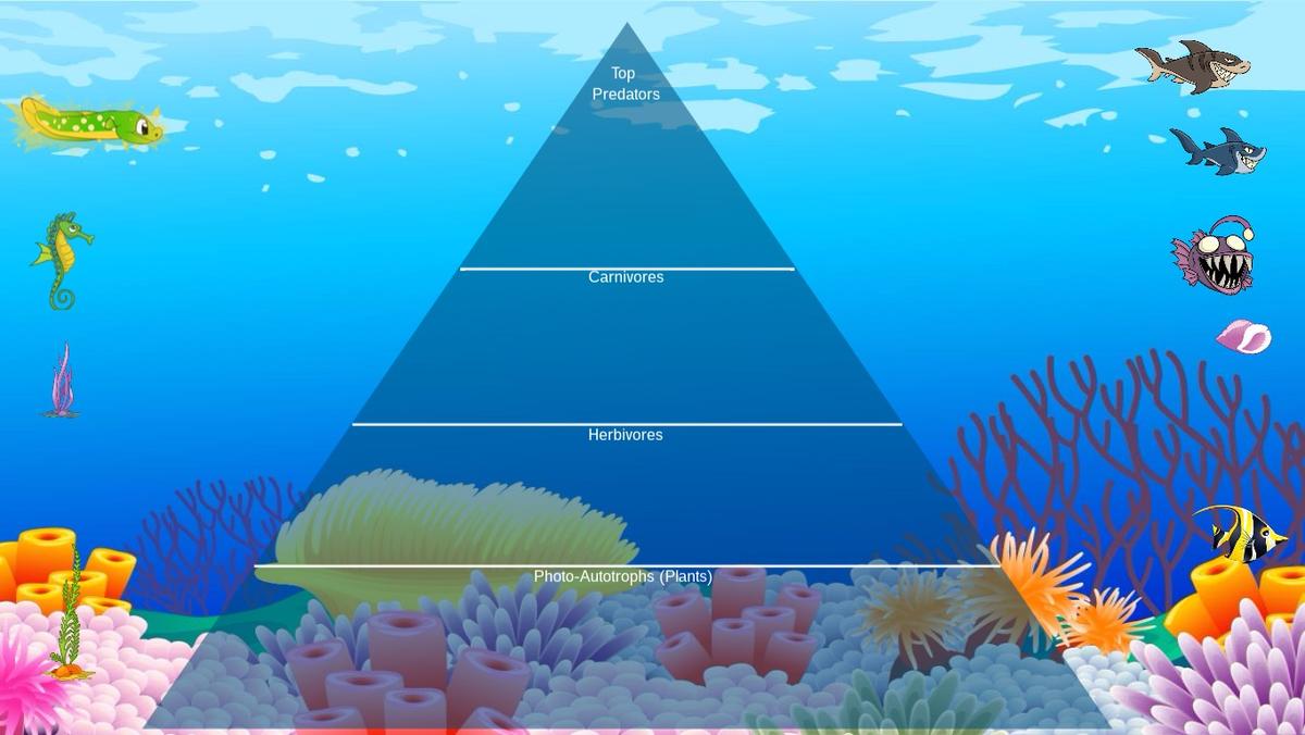 Ocean Ecological Pyramid