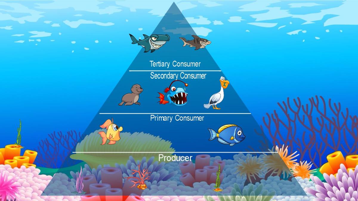 Ocean Ecological Pyramid