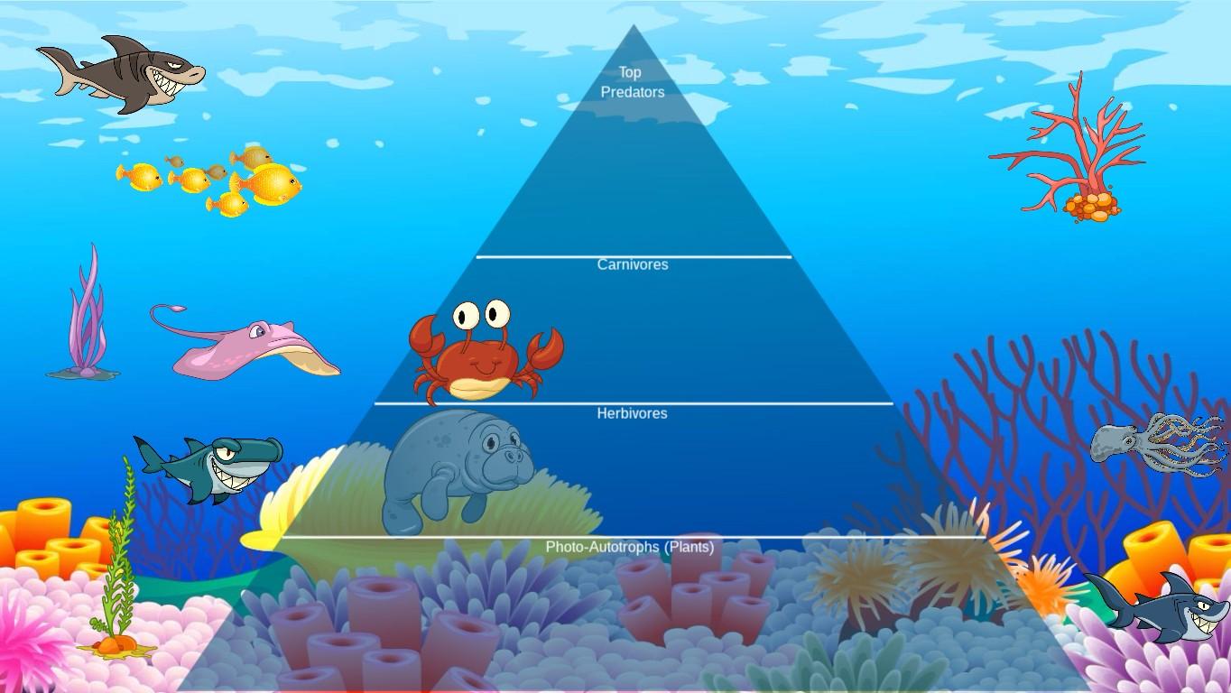 Ocean Ecological Pyramid