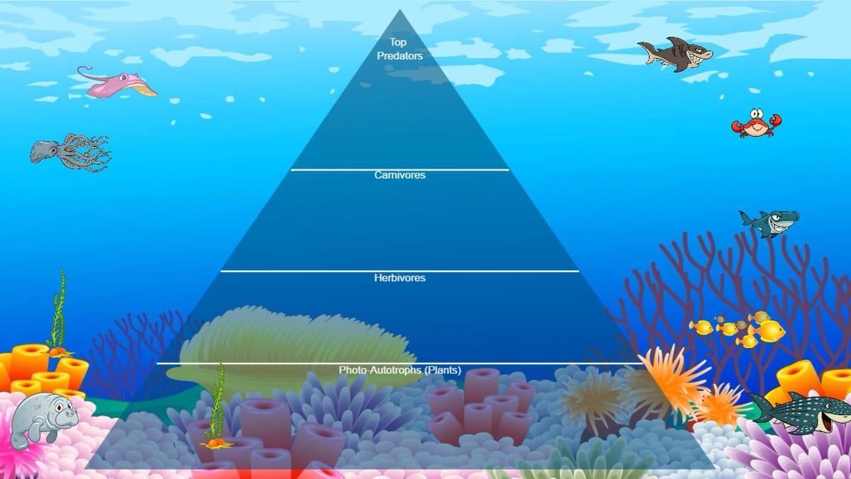 Ocean Ecological Pyramid