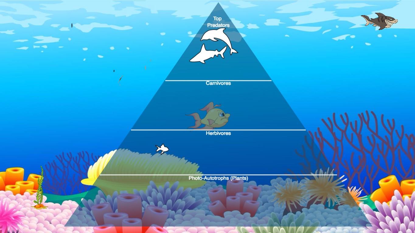 Ocean Ecological Pyramid