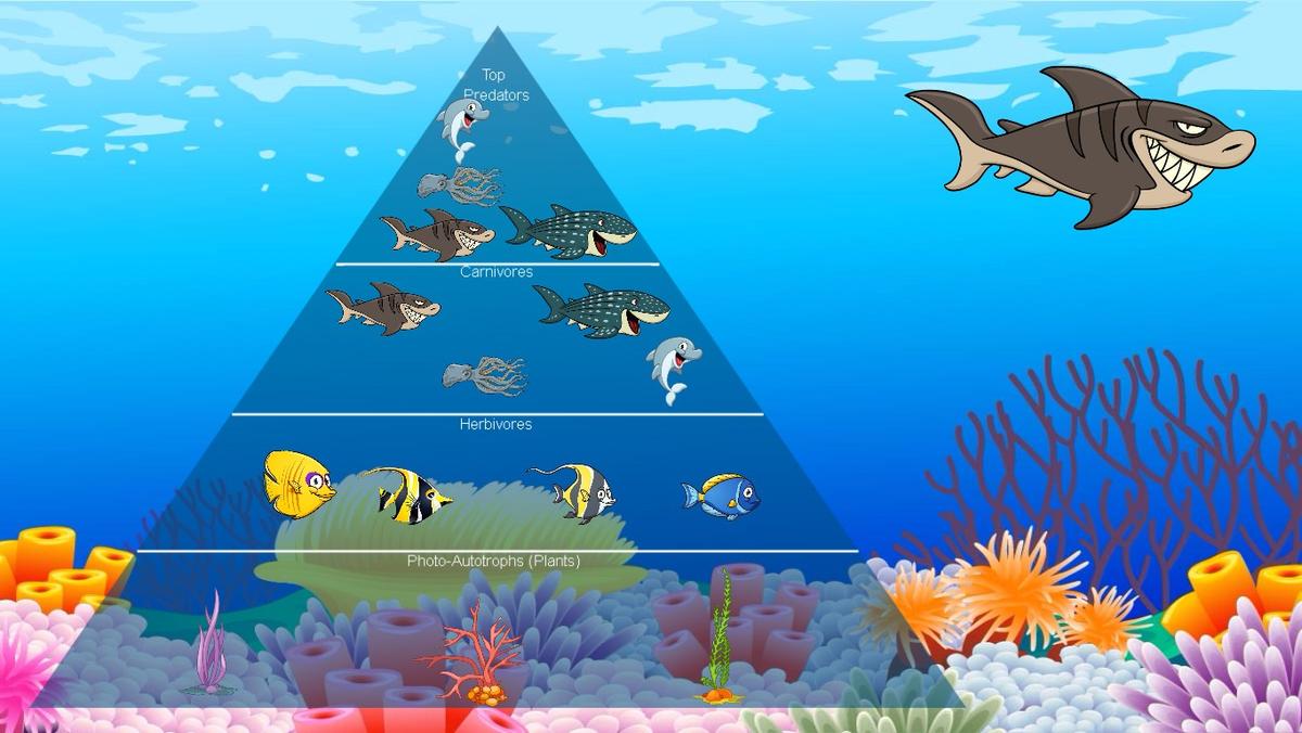 Ocean Ecological Pyramid