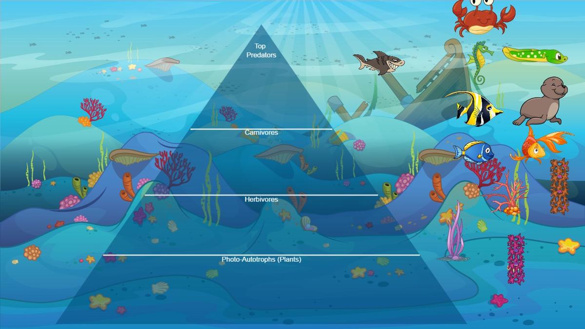 Ocean Ecological Pyramid