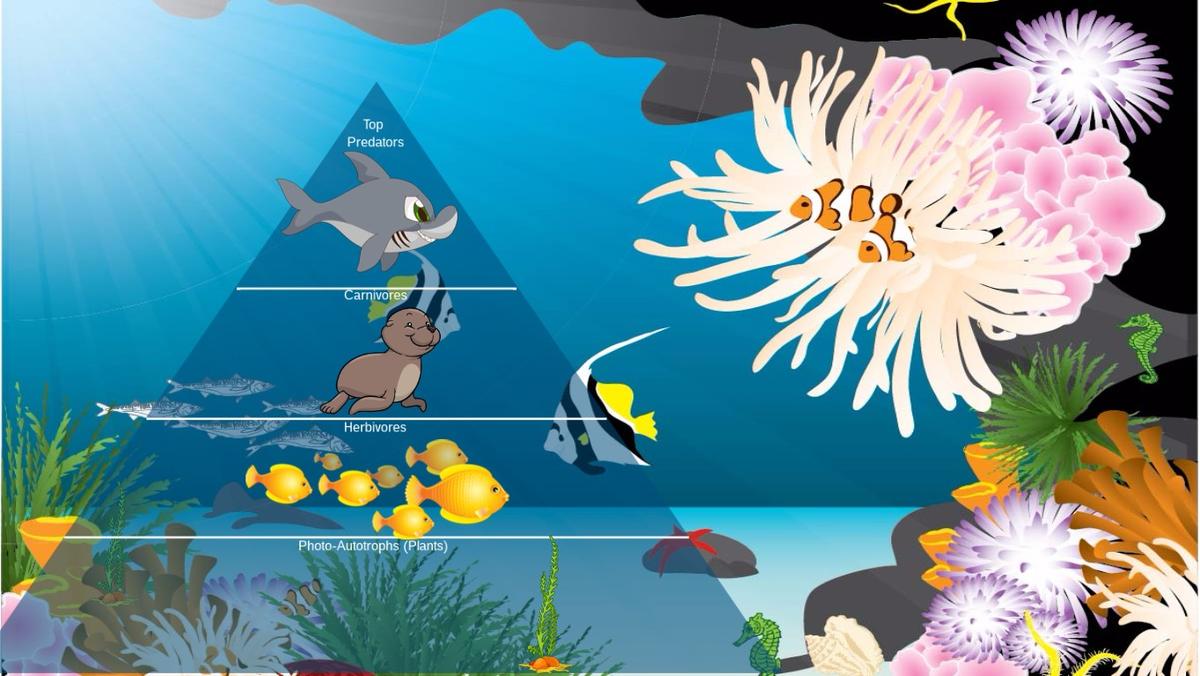 Ocean Ecological Pyramid