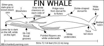 Animal classification 1