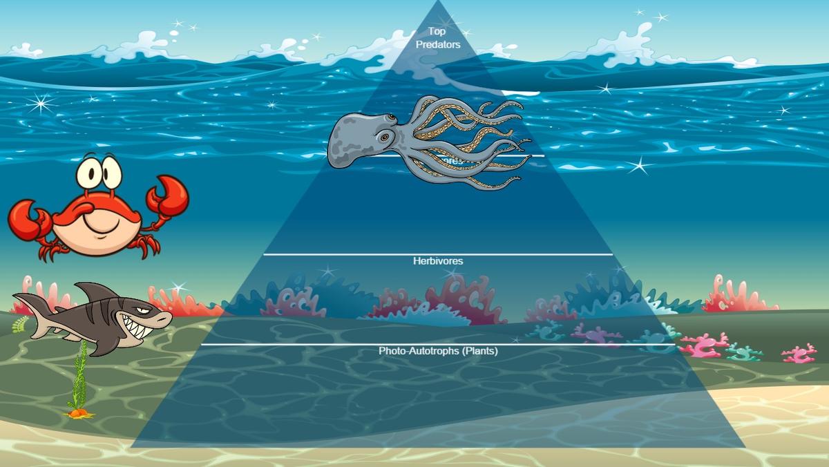 Ocean Ecological Pyramid