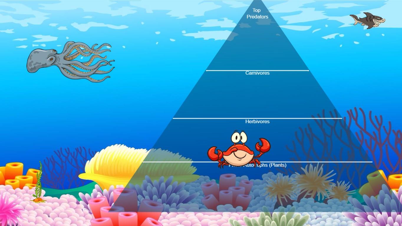 Ocean Ecological Pyramid