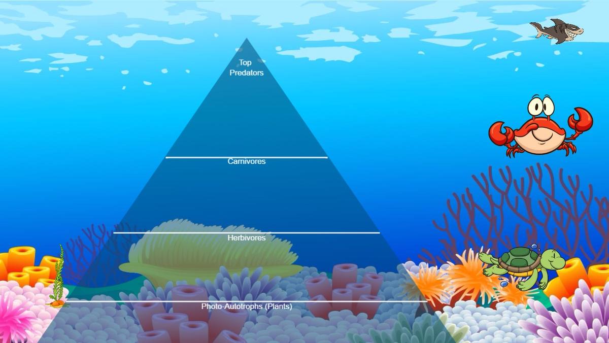 Ocean Ecological Pyramid