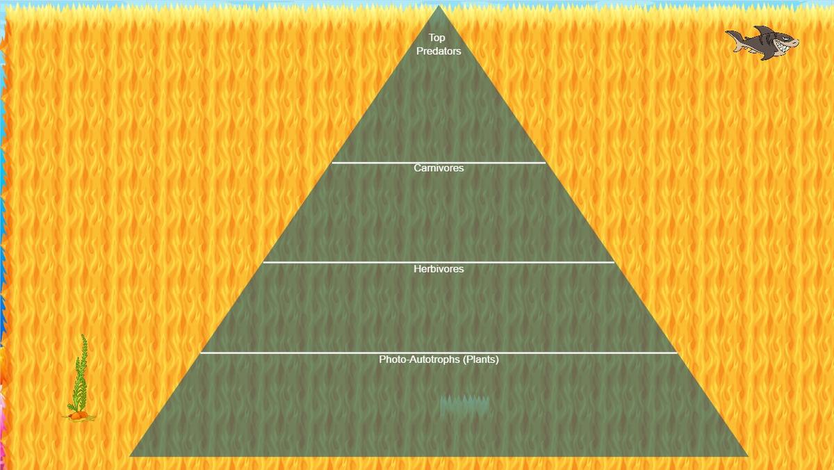 Ocean Ecological Pyramid