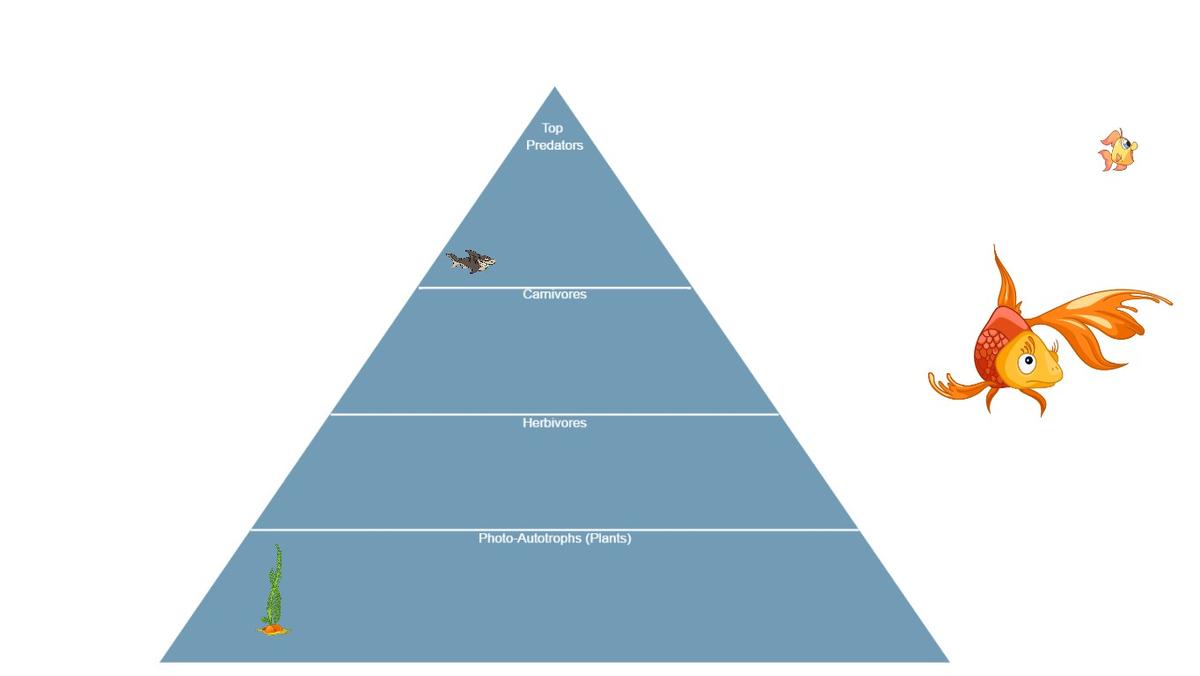 Ocean Ecological Pyramid