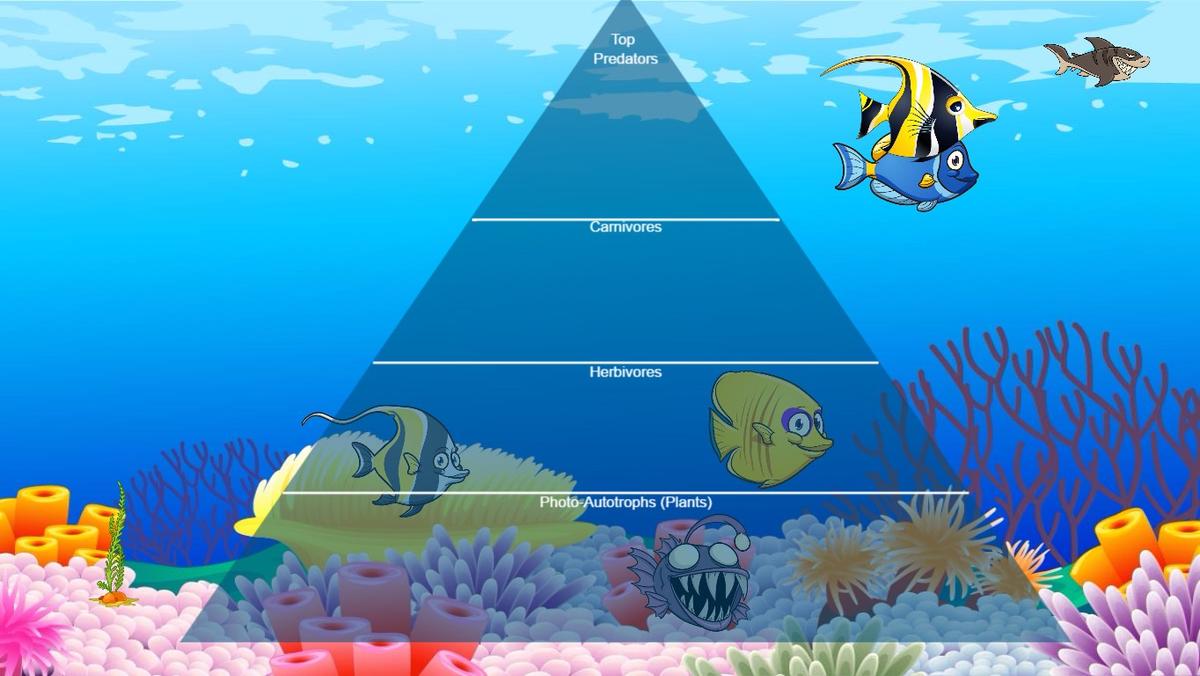 Ocean Ecological Pyramid