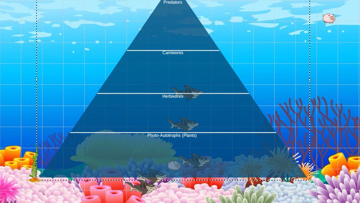 Ocean Ecological Pyramid