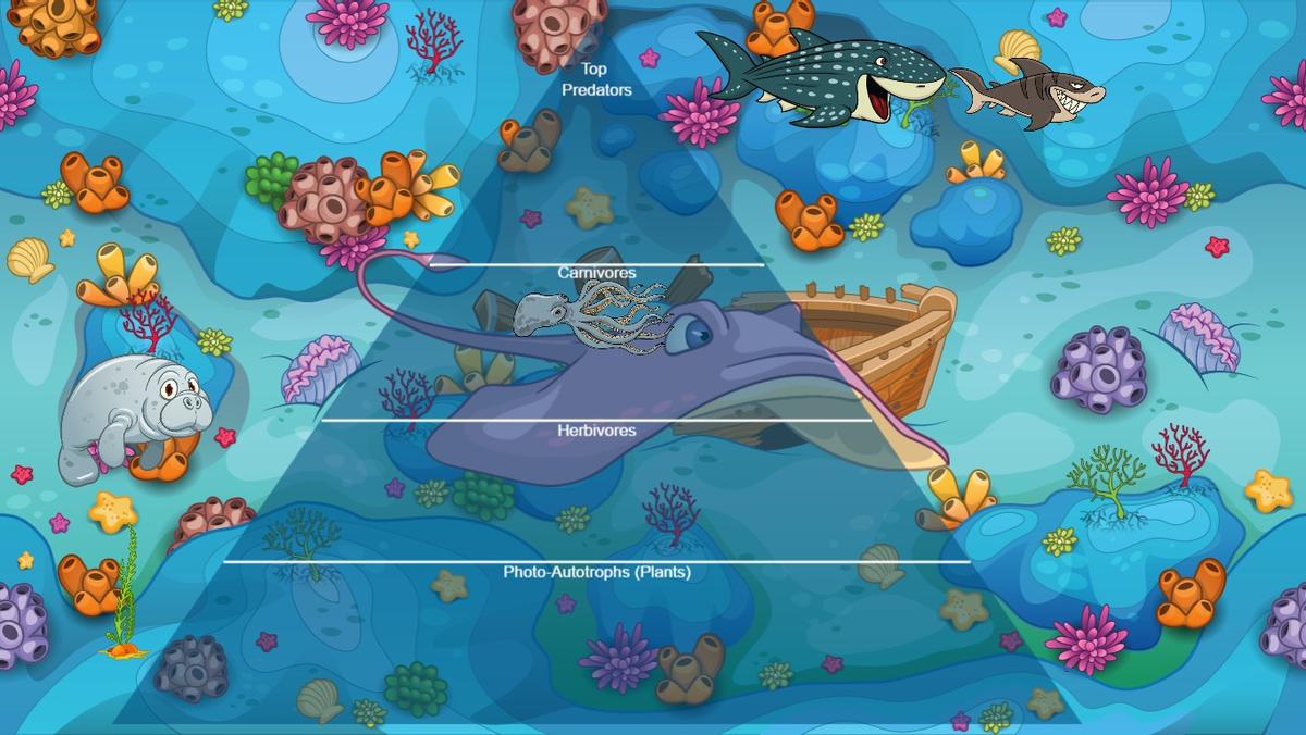 Ocean Ecological Pyramid