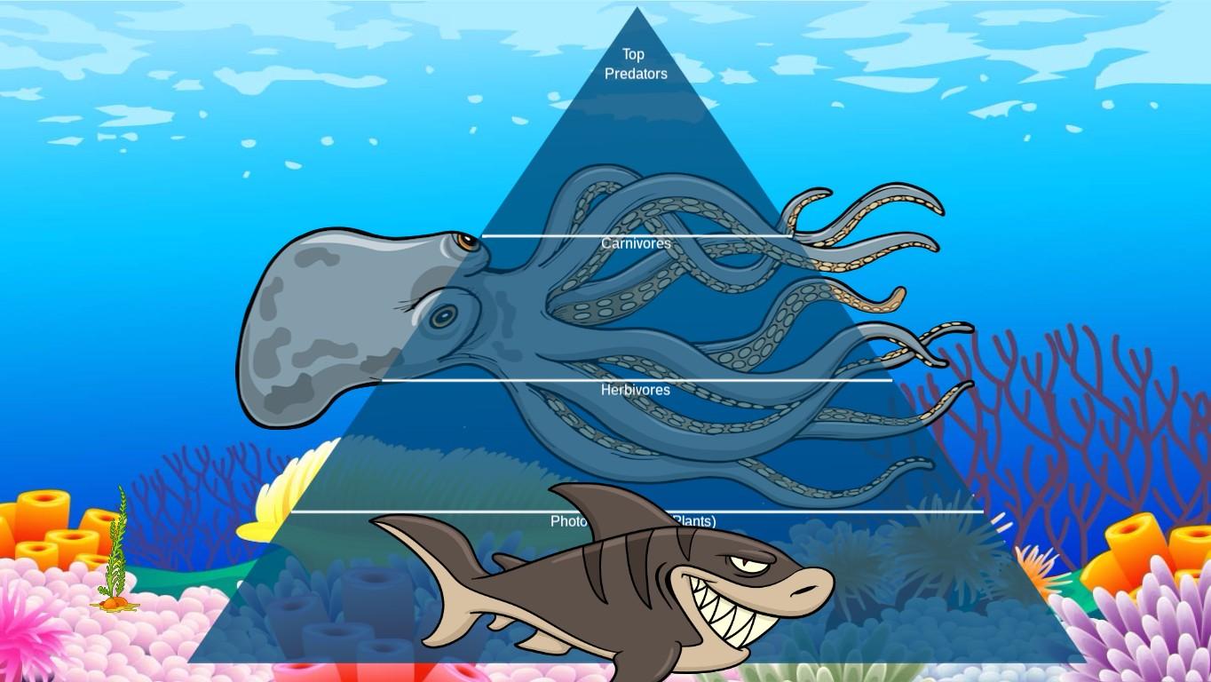 Ocean Ecological Pyramid