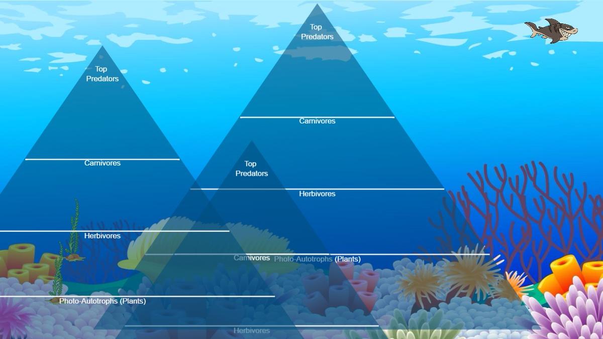 Ocean Ecological Pyramid