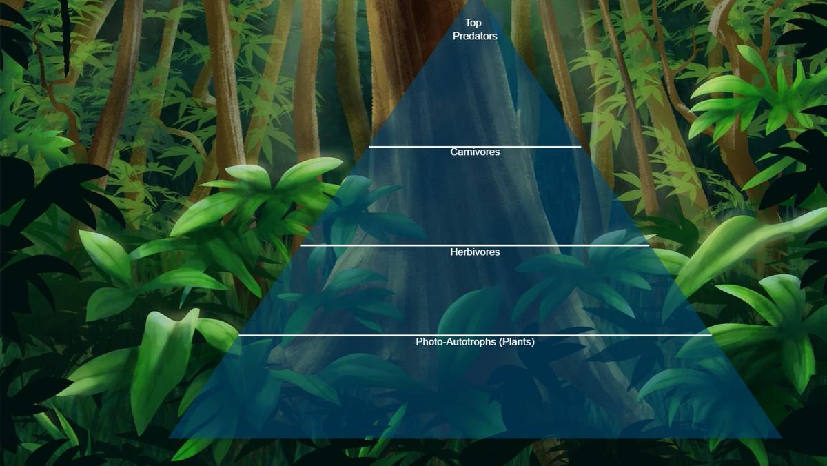 Ocean Ecological Pyramid