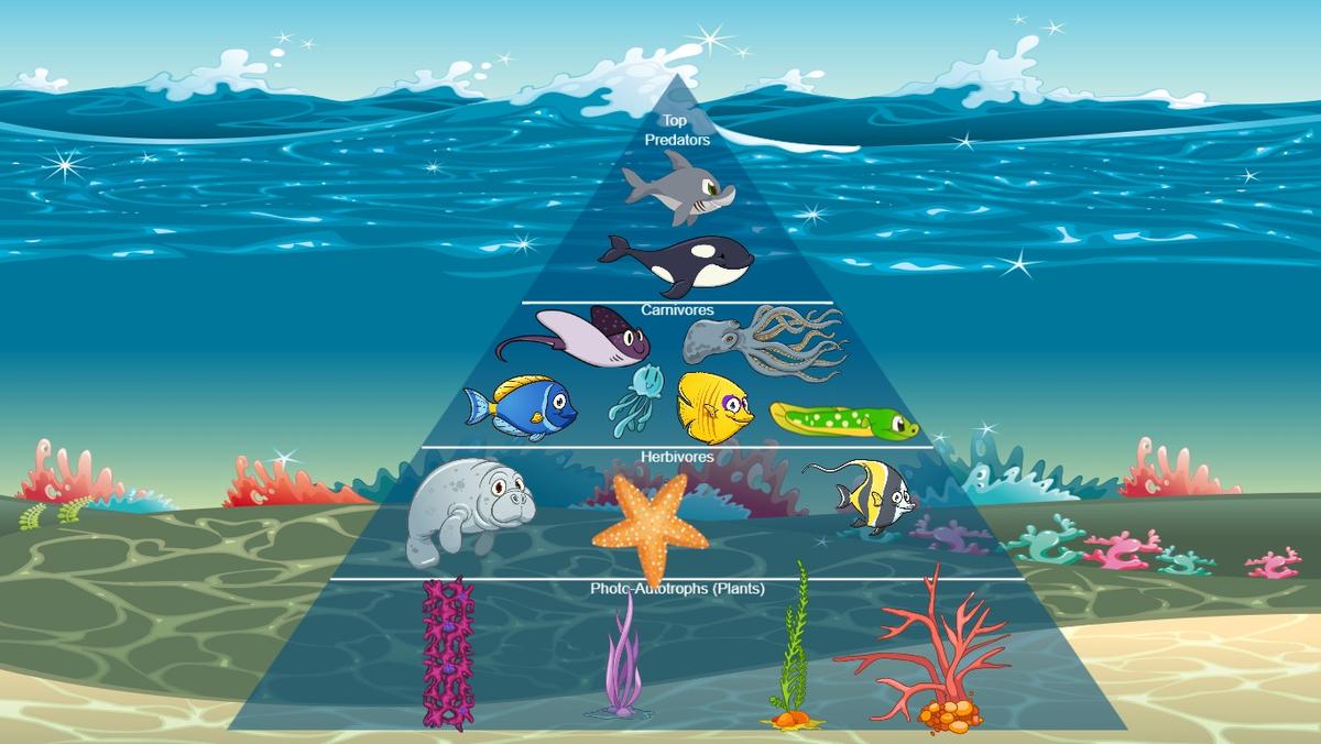 Ocean Ecological Pyramid