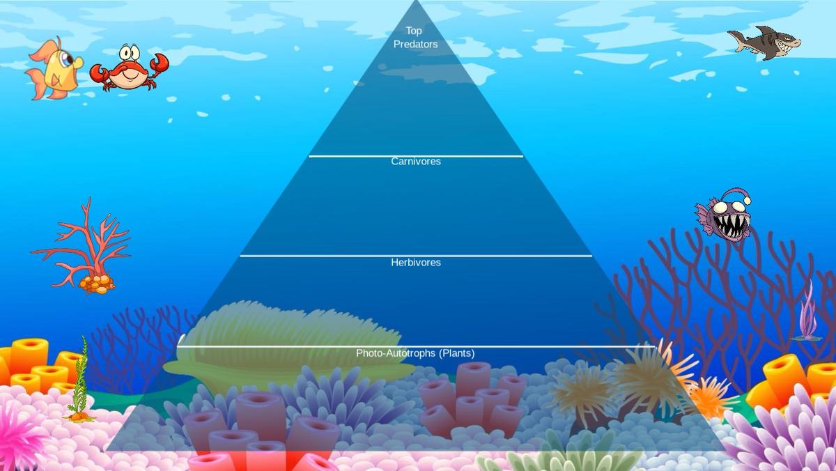 Ocean Ecological Pyramid