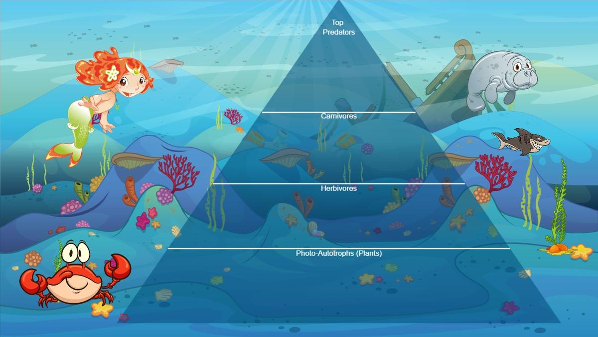 Ocean Ecological Pyramid