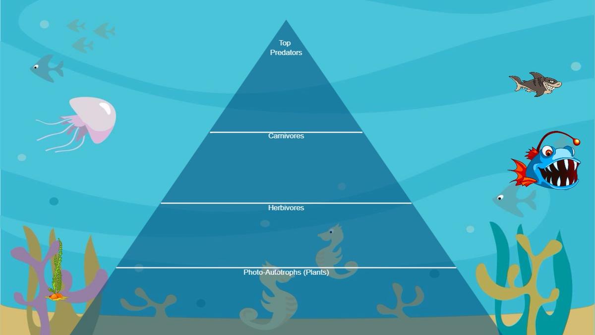 Ocean Ecological Pyramid