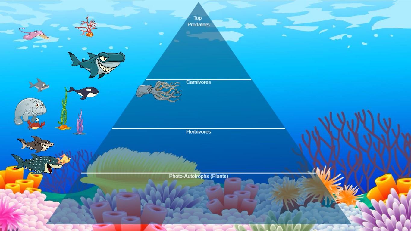 Ocean Ecological Pyramid