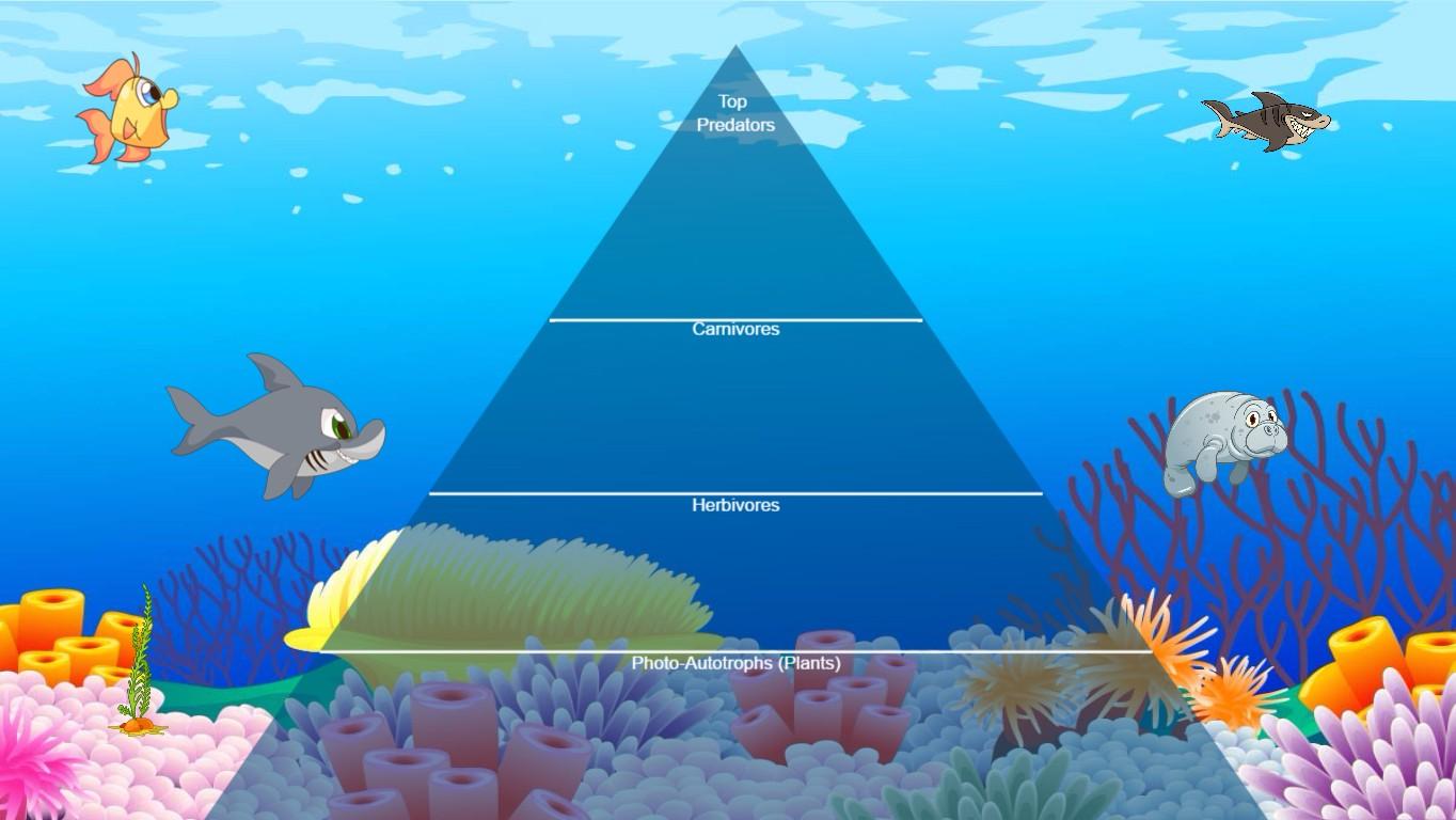 Ocean Ecological Pyramid