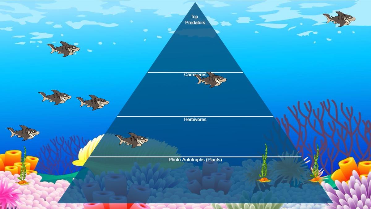 Ocean Ecological Pyramid