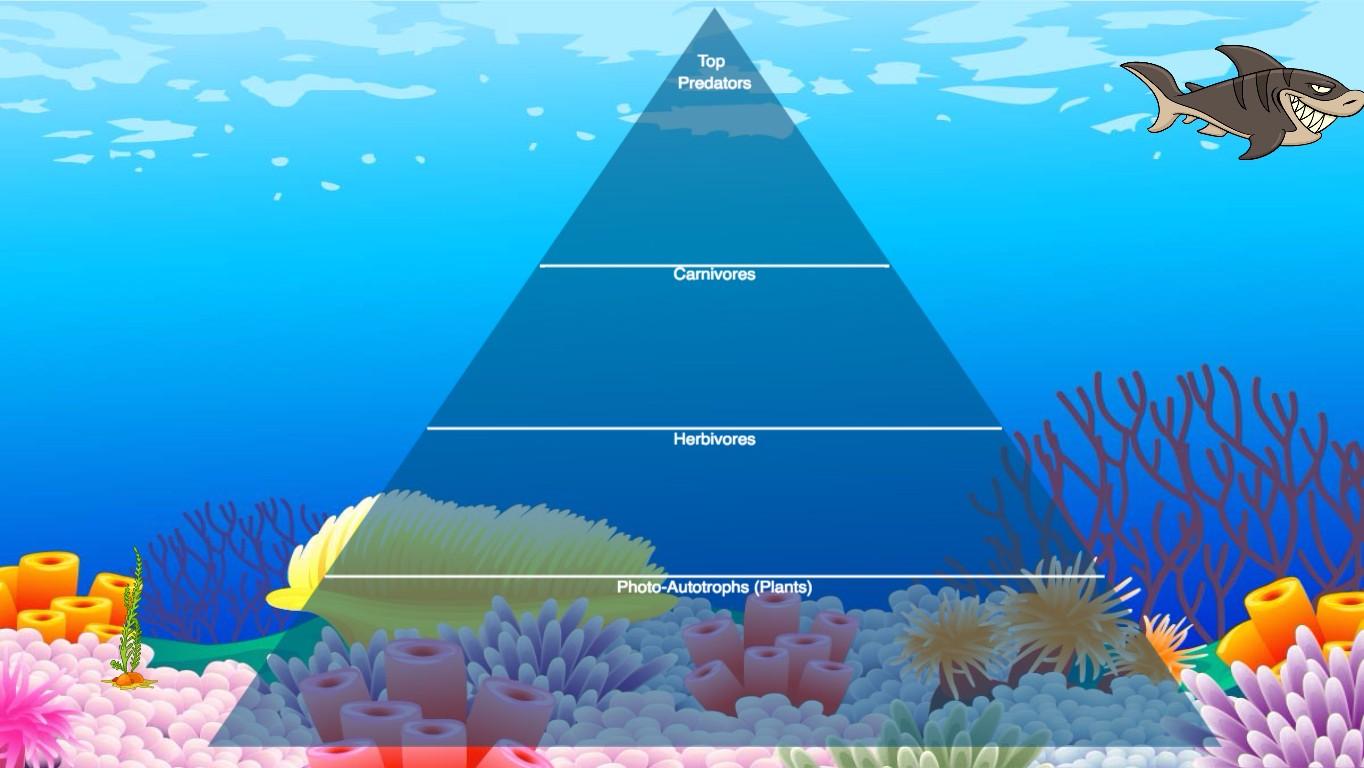 Ocean Ecological Pyramid