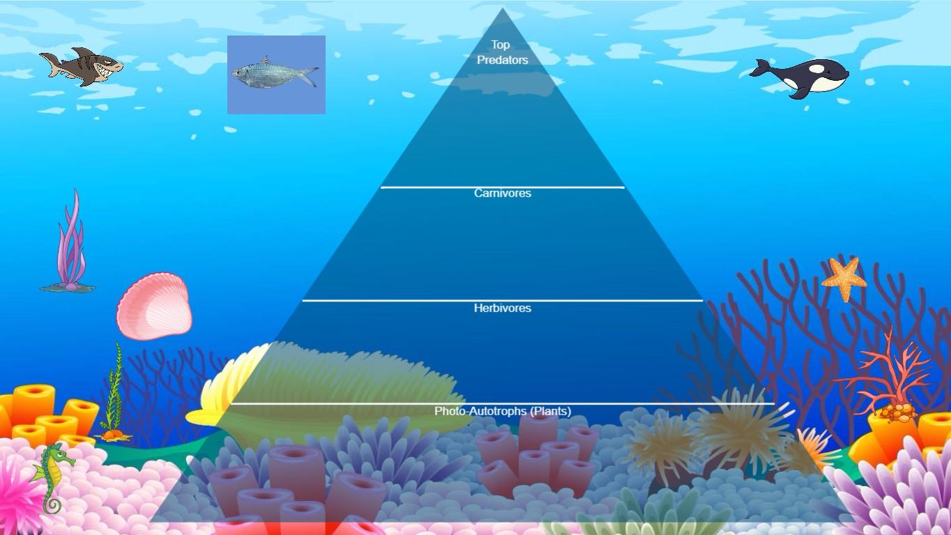 Ocean Ecological Pyramid