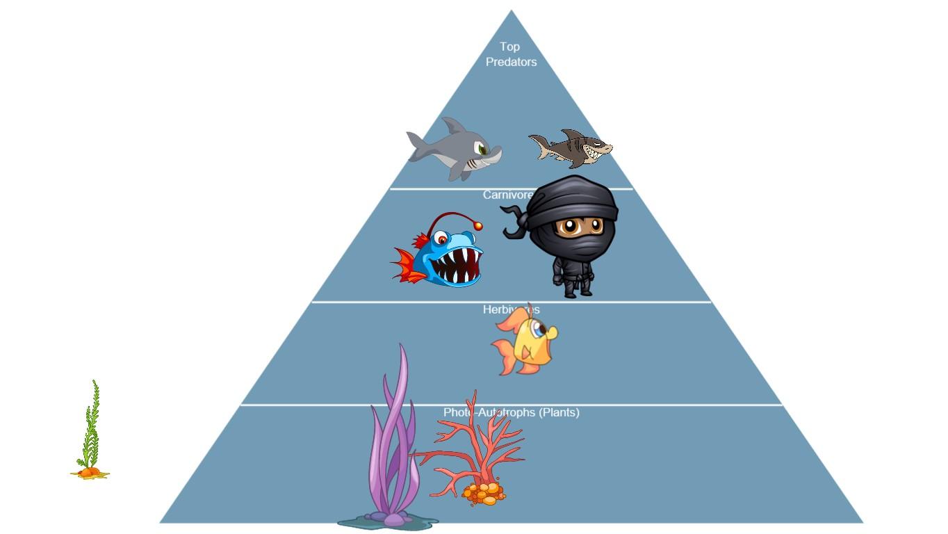 Ocean Ecological Pyramid