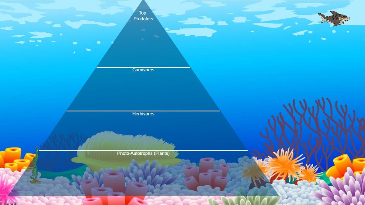 Ocean Ecological Pyramid