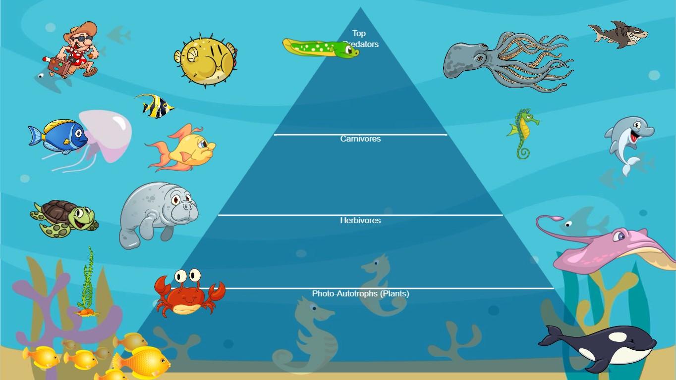 Ocean Ecological Pyramid