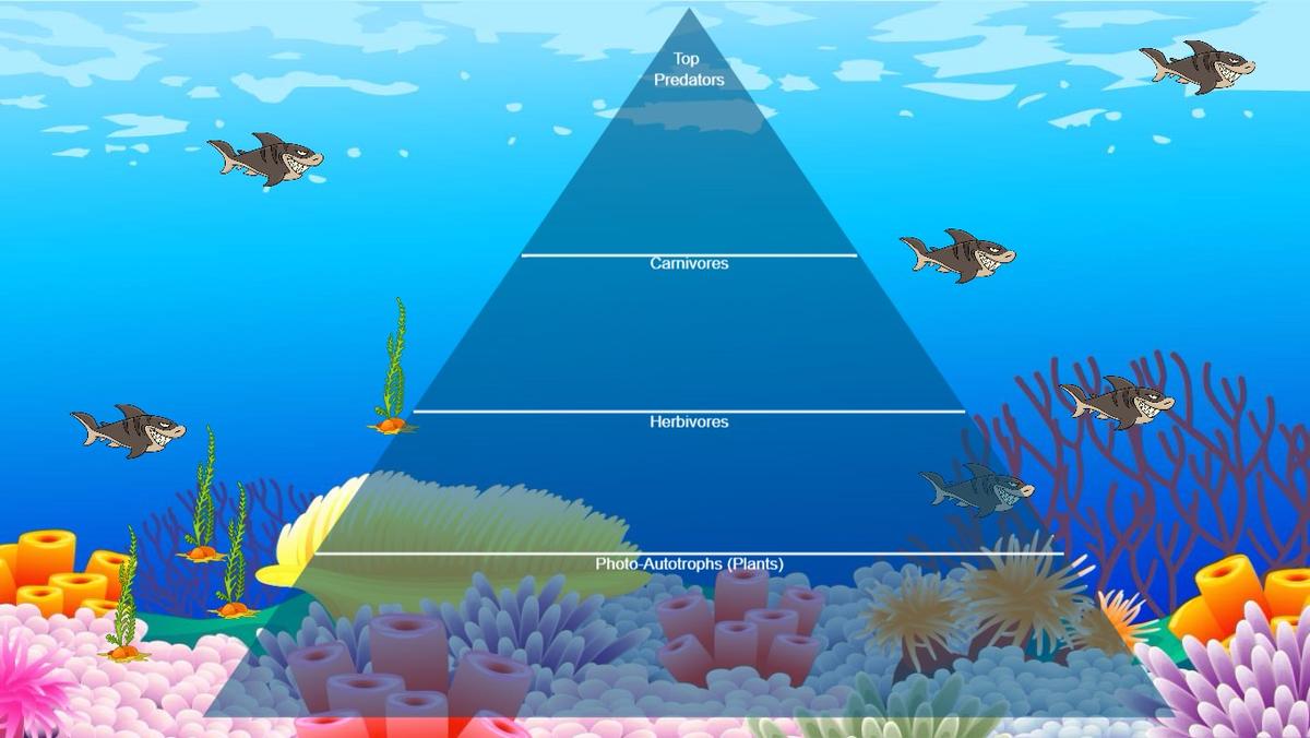 Ocean Ecological Pyramid