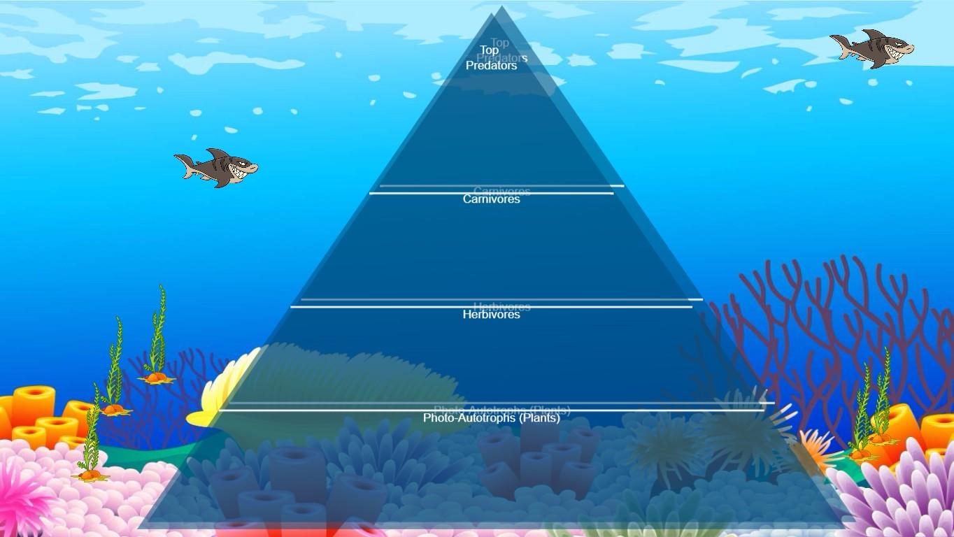 Ocean Ecological Pyramid