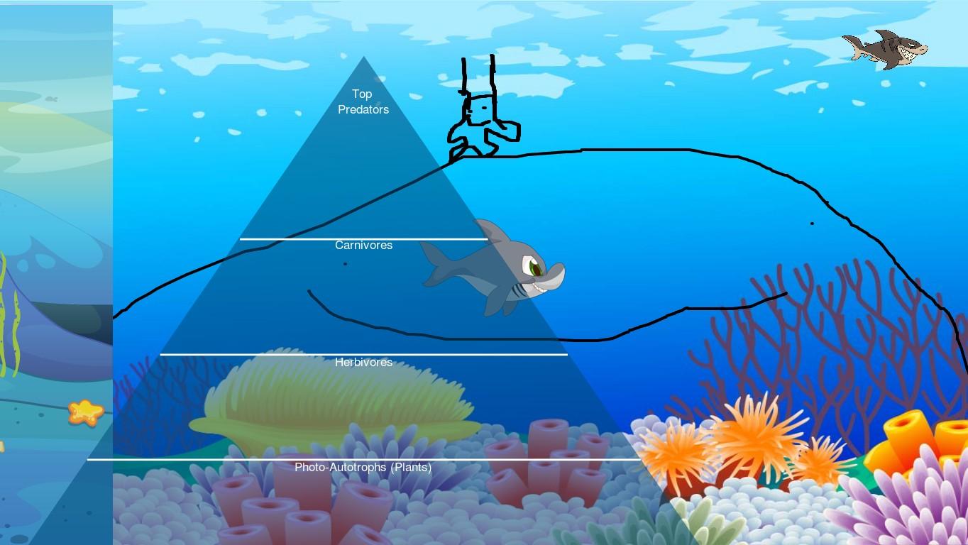 Ocean Ecological Pyramid