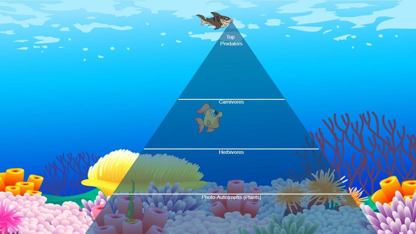 Ocean Ecological Pyramid