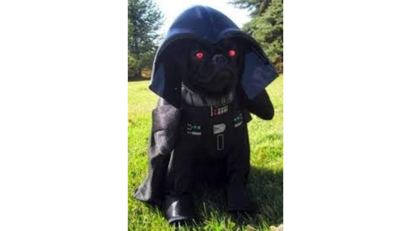 dark pug