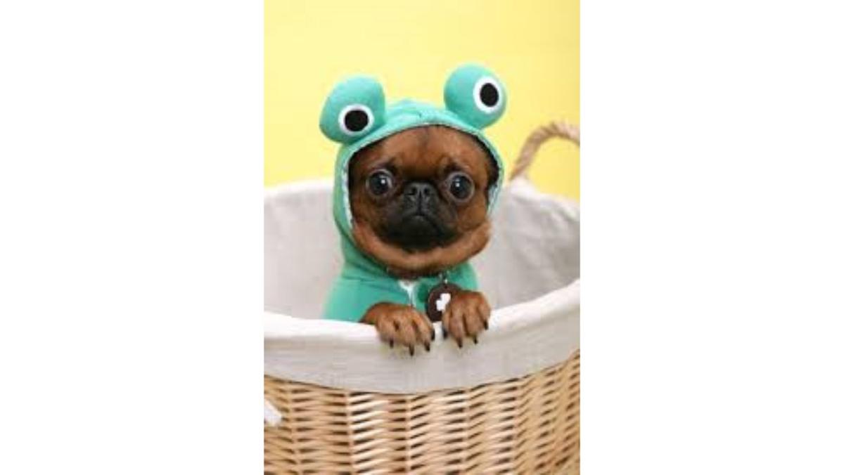 turtle pug