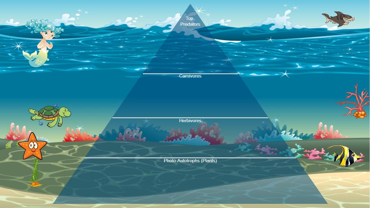 Ocean Ecological Pyramid