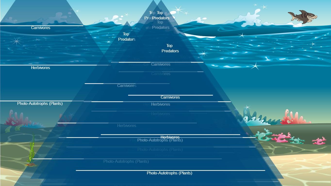 Ocean Ecological Pyramid